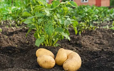 Des pommes de terre fraîchement récoltées dans le potager, prêtes à être cuisinées. On comprend pourquoi butter les pommes de terre pour une belle récolte !