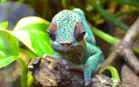 Kameleon o turkusowej skórze z czerwonymi plamkami, siedzący na gałęzi w Oslo Zoo, z zielonymi liśćmi w tle.