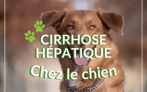 Un chien au regard doux, avec des empreintes de pattes vertes. Le texte indique "Cirrhose hépatique chez le chien", abordant l'espérance de vie.