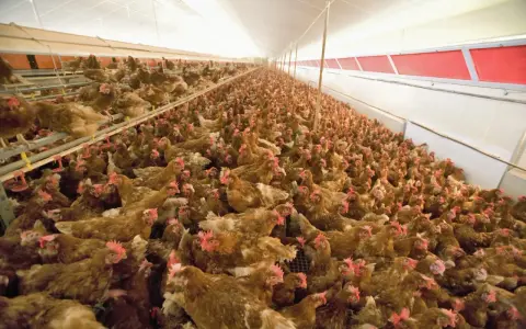 A large flock of brown chickens with red combs are crowded together in a long, brightly lit barn.