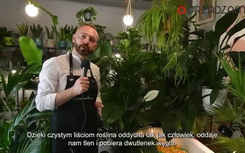 Mężczyzna w fartuchu mówi o roślinach, wśród nich jest kwiat radermachera. Rośliny produkują tlen.