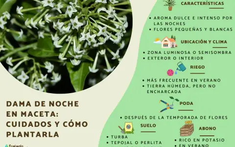 Ramo de flores blancas de la dama de noche, con detalles sobre sus cuidados, riego y ubicación.