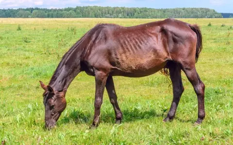 Koń z nadwagą? Skuteczny plan odchudzania krok po kroku