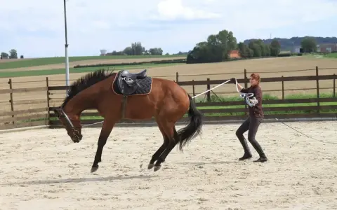 Une femme apprend à débourrer un cheval dans une carrière sablonneuse. Le cheval, sellé, semble réagir vivement.