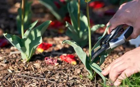 Hände schneiden mit einer Gartenschere die Blätter von Tulpen ab.