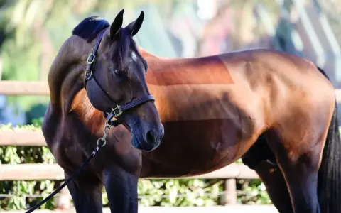 Un cheval brun avec une étrange coupe de poils, comme un motif rayé, semble attendre un united touch s.