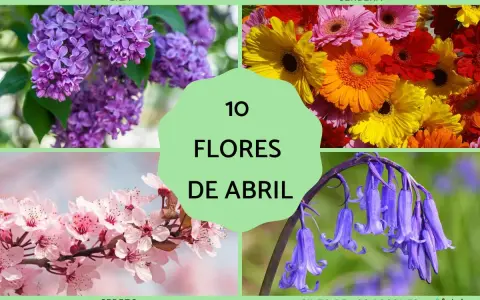 Cuatro imágenes de flores: lilas moradas, gerberas de colores, cerezo en flor y jacintos de los bosques. Un collage que celebra las flores de abril.