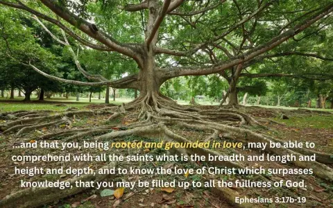 A massive tree with exposed roots, symbolizing why church on Sunday helps us be rooted and grounded in love.