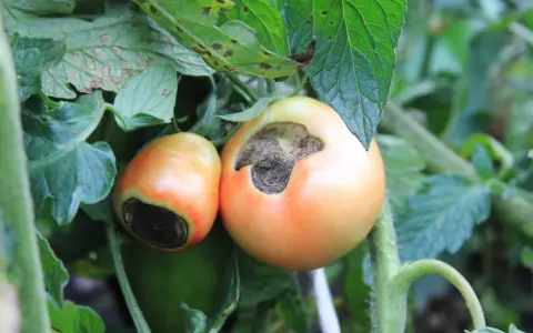 Deux tomates sur pied, l'une avec une tache noire sur le dessous, un signe de la pourriture apicale, ou "tomate cul noir".