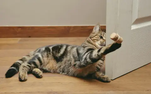 Jak zrobić zabawkę dla kota? DIY: Proste pomysły w 5 minut!