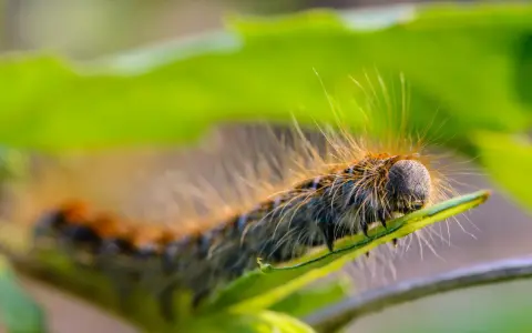 Oruga peluda, una oruga procesionaria, se arrastra sobre una hoja verde.