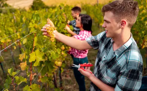 Junge Saisonarbeiter in der Landwirtschaft ernten Trauben im Weinberg.