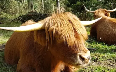 Zwei Schottische Hochlandrinder, die auf einer sonnigen Wistinghauser Senne ruhen. Ihr zotteliges Fell und die imposanten Hörner sind gut zu erkennen.