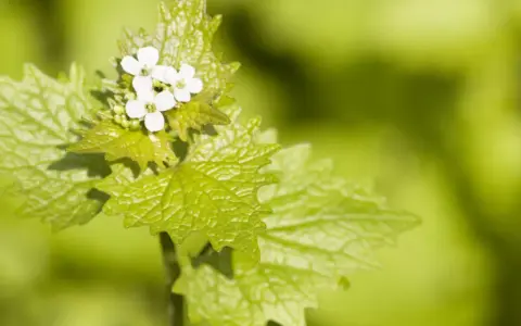 Ein zartes Knoblauchkraut mit kleinen weißen Blüten und gezackten, hellgrünen Blättern vor unscharfem, grünem Hintergrund.