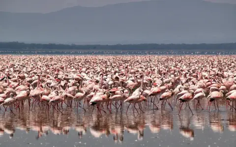 Tysiące różowych flamingów na jeziorze Nakuru, tworzących różowy dywan na wodzie.