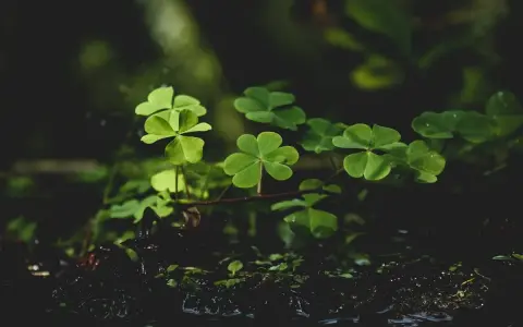 Znalezienie pięciolistnej koniczyny: znak fortuny czy pecha?
