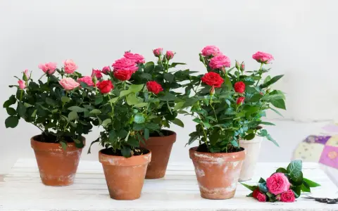 Mehrere Topfrosen in Rot und Rosa blühen üppig. Ein idealer rosen standort für diese Schönheiten.