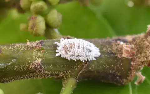 Una cochinilla algodonosa, señal de una plaga de cochinillas en casa, se aferra a un tallo verde.