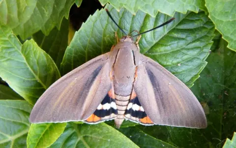 Mariposa **Paysandisia** con alas marrones y detalles naranjas, blancas y negras, posada sobre hojas verdes.