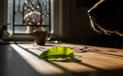 Czy pies może jeść szczaw? Sprawdź niebezpieczeństwa dla zdrowia