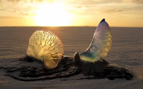 Due meduse che non pungono, trasparenti e iridescenti, sulla sabbia al tramonto.