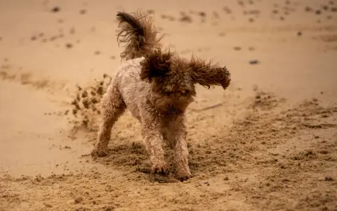 Puszysty piesek na plaży, w piasku, jakby zastanawiał się, dlaczego pies zakopuje jedzenie.
