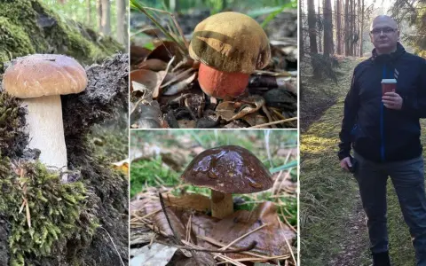 Grzyby Szczecin: Puszcza Bukowa i inne miejsca przewodnik grzybiarza
