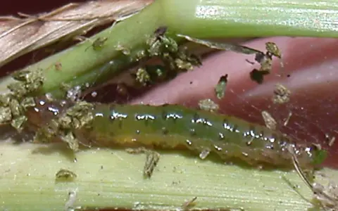 A green sod webworm larva, a common pest, is shown on grass blades. This image highlights the need for effective sod webworm treatment to protect lawns.