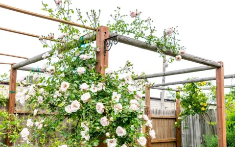 A climbing rose with pale pink flowers is trained on a wooden pergola.