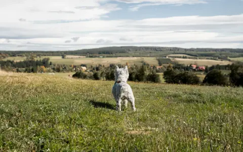 West highland white terrier na tarnicy, wpatrzony w krajobraz.