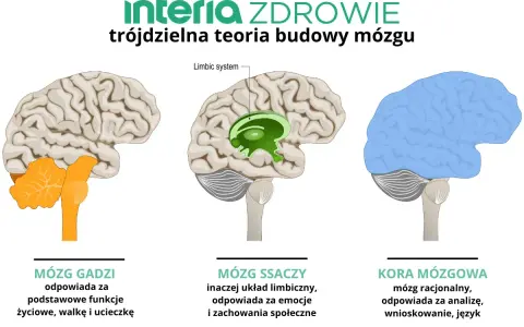 Ilustracja pokazuje ewolucję mózgu: mózg gadzi (podstawowe funkcje), mózg ssaczy (emocje) i kora mózgowa (rozum).