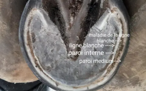 Vue rapprochée d'un pied de cheval montrant la maladie de la ligne blanche, avec des annotations sur la ligne blanche et les parois.