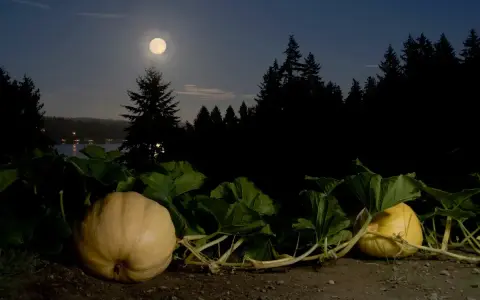 Nuit de pleine lune sur des citrouilles. Une scène mystérieuse pour savoir quand planter les pommes de terre avec la lune.