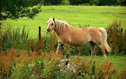 Un poney 1m40, robe alezane, crinière blonde tressée, se tient dans un pré verdoyant, entouré de végétation sauvage.