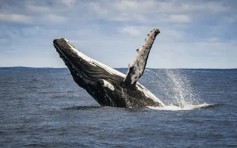 Una balena megattera emerge dall'acqua, con la pinna pettorale alzata e spruzzi d'acqua.