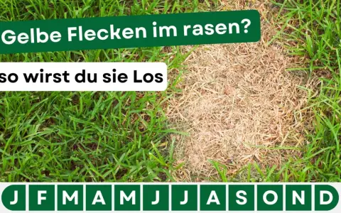 Gelbe Flecken im Rasen? Hier erfährst du, wie du sie loswirst. Der Rasen zeigt einen gesunden grünen Teil und einen trockenen, gelben Bereich.