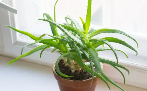 Zielony aloes w glinianej doniczce na parapecie. Dowiedz się, jak ukorzenić aloes, aby cieszyć się jego dobroczynnymi właściwościami.