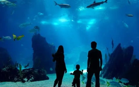 Które oceanarium nad Bałtykiem wybrać? Największe i najlepsze