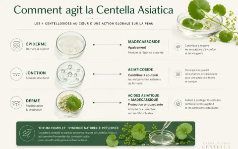 Infographie expliquant l'action de la Centella Asiatica sur la peau, détaillant ses centellosides et leurs bienfaits.