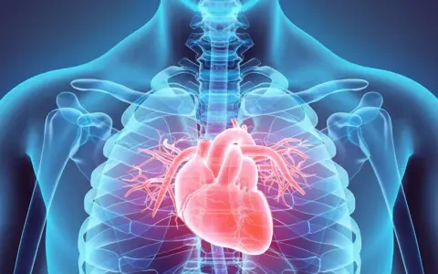 Anatomia serca w schemacie. Czerwone serce na tle niebieskiego szkieletu. Warto znać zapalenie mięśnia sercowego objawy.