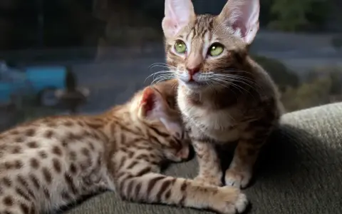 Dwa urocze kociaki rasy Ocicat z zielonymi oczami. Jeden śpi, drugi patrzy w dal. Zastanawiasz się nad ocicat cena?