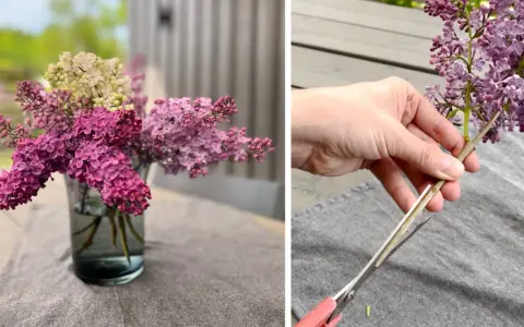En bukett med fina blommor i en vas och en hand som klipper en syrenkvist.