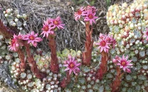 Fleurs roses de joubarbe sur des tiges rouges. Faut-il couper les fleurs de joubarbe ? Ces succulentes sont magnifiques en fleur.