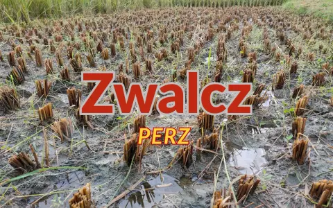 Pole po żniwach, z widocznymi śladami po perzu. Czas na ekologiczny oprysk na perz, by przygotować ziemię na nowy sezon.