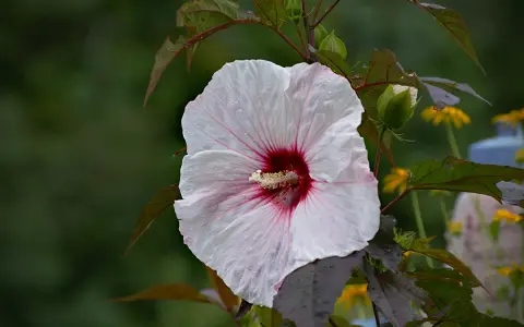 Duży, biały hibiskus bagienny z bordowym środkiem, z kroplami deszczu. Uprawa tej rośliny jest satysfakcjonująca.