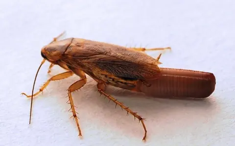 Cucaracha marrón con antenas largas y un ooteca visible en la parte trasera.