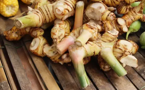 Gros plan sur des rhizomes de galanga frais, prêts à révéler leurs bienfaits. Ces racines aux teintes orangées et vertes promettent saveur et santé.