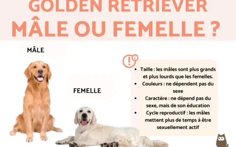 Un Golden Retriever mâle et une femelle sont présentés, comparant leurs caractéristiques. Le mâle est plus grand et plus lourd que la femelle.