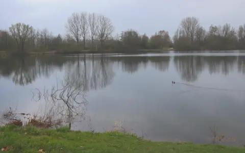 Ein ruhiger See in der Dedinge Heide, mit Bäumen am Ufer und einem Entenpaar, das über das Wasser gleitet.
