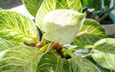 Philodendron Birkin z białymi prążkami na zielonych liściach, tworzącymi unikalny wzór.
